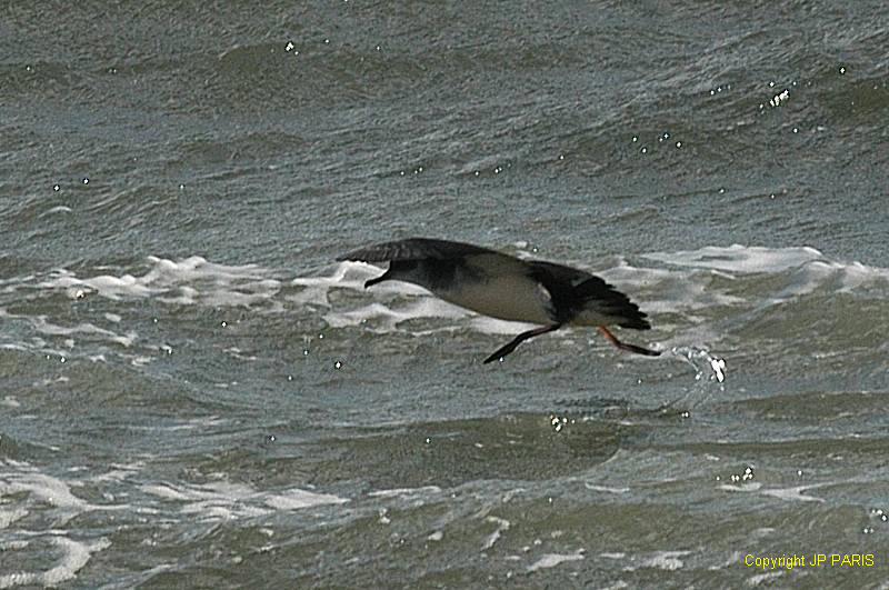 Puffinus puffinus